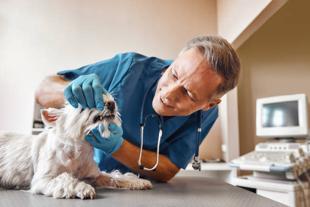 Best Emergency Dental Care for Broken or Chipped Teeth in Highlands, NC